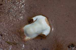 Photograph of a headless small ceramic torso half submerged in wet sand. Copyright: Crowder and White/FXP Photography