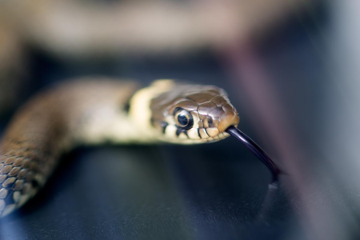 Close up of a young grass snakes head. It's tongue is flashing out and it looks very angry