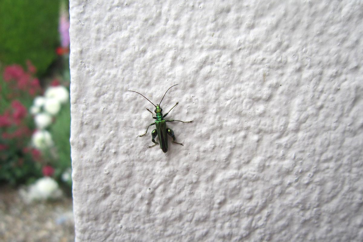 Iridescent thick legged flower beetle on a white wall