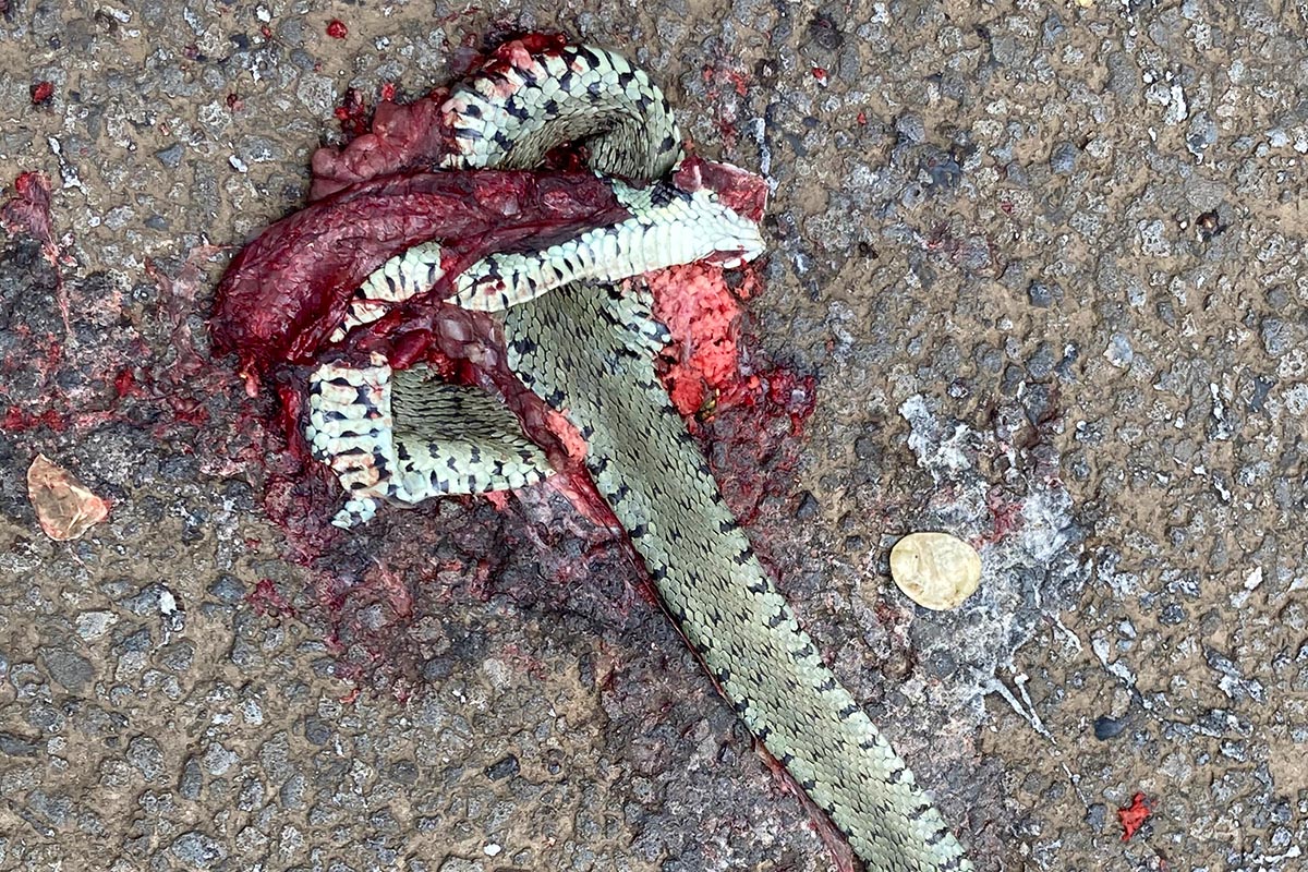 Close up of an adult female grass snake crushed on the road.