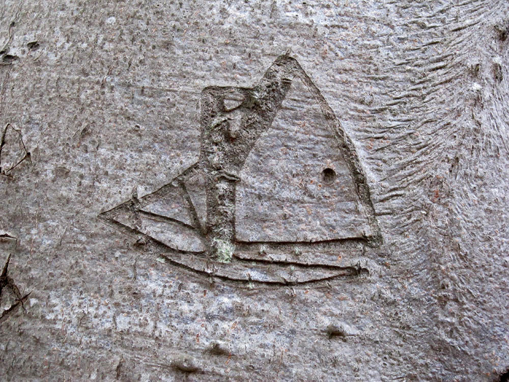 Image of a boat carved into the bark of a beech tree, The Clumps, Butley, Suffolk. Copyright Kim Crowder 2018