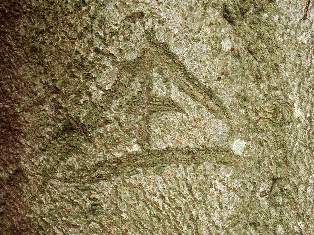 Image of a boat carved into the bark of a beech tree, The Clumps, Butley, Suffolk. Copyright Kim Crowder 2018