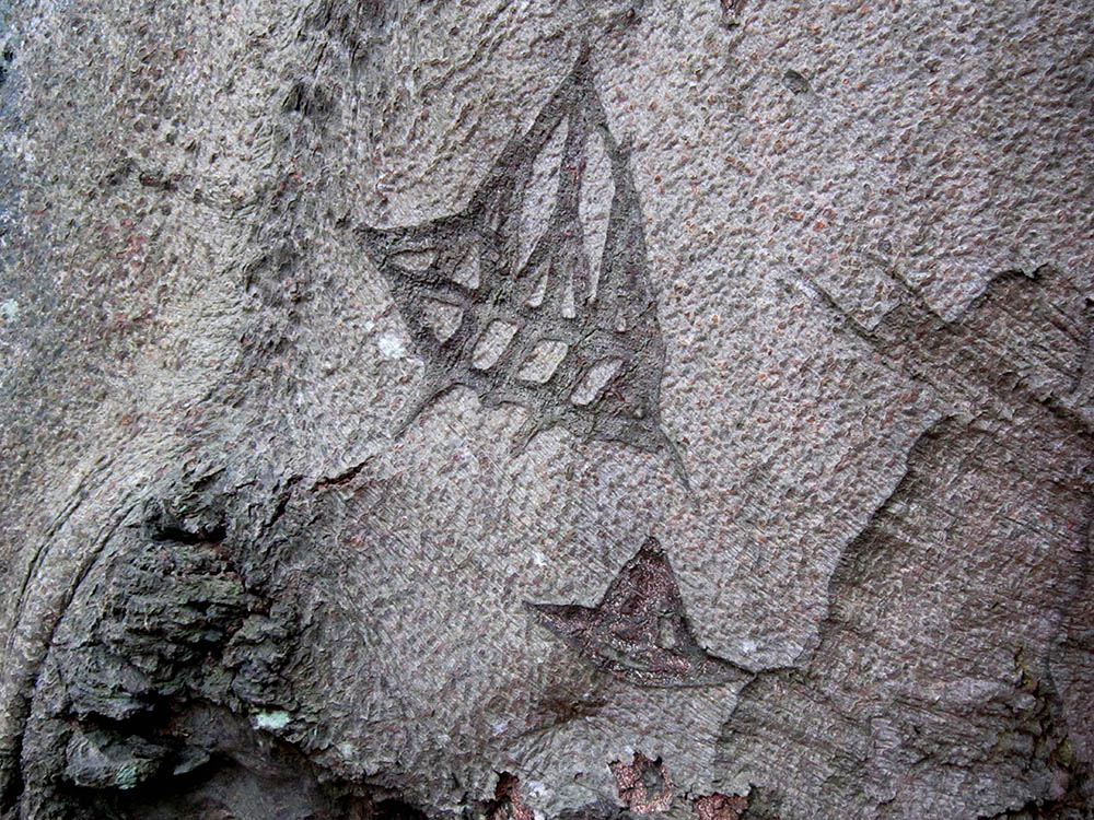 Image of a boat carved into the bark of a beech tree, The Clumps, Butley, Suffolk. Copyright Kim Crowder 2018