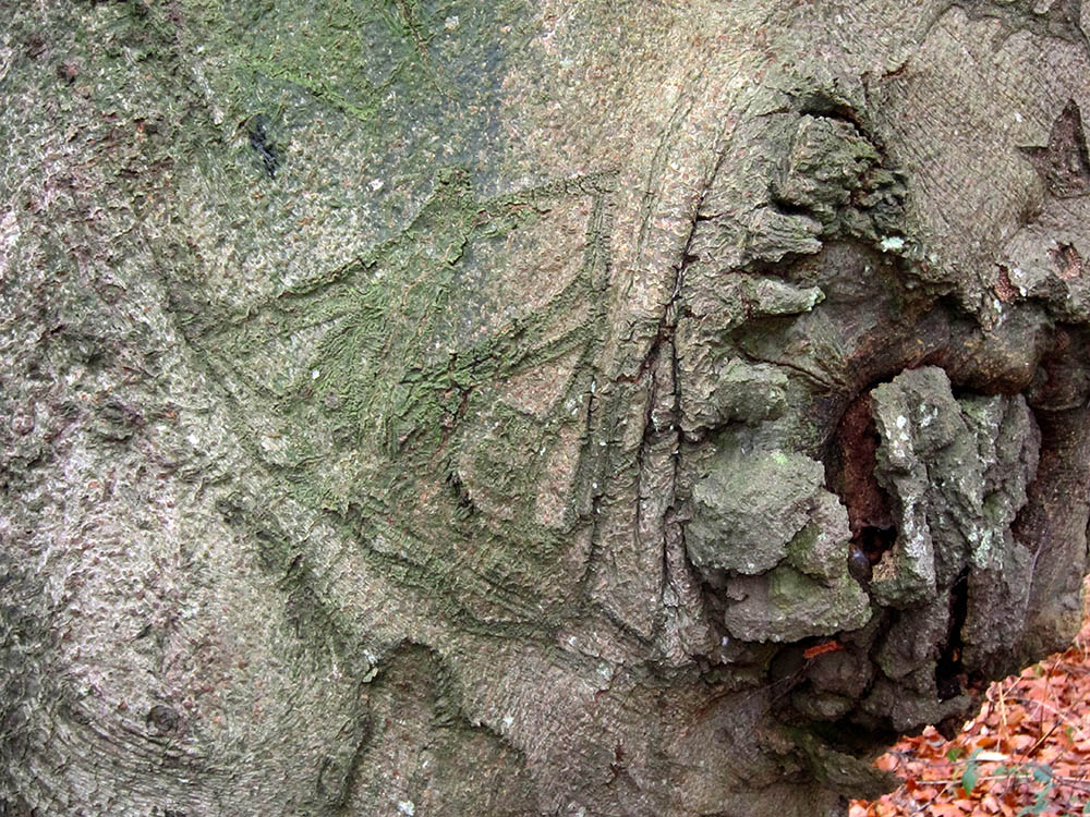 Image of a boat carved into the bark of a beech tree, The Clumps, Butley, Suffolk. Copyright Kim Crowder 2018