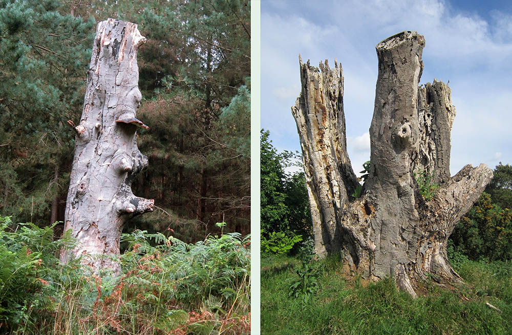 Images of dead and decaying beech trees on which images of boats have been carved, The Clumps, Butley, Suffolk. Copyright Kim Crowder 2018