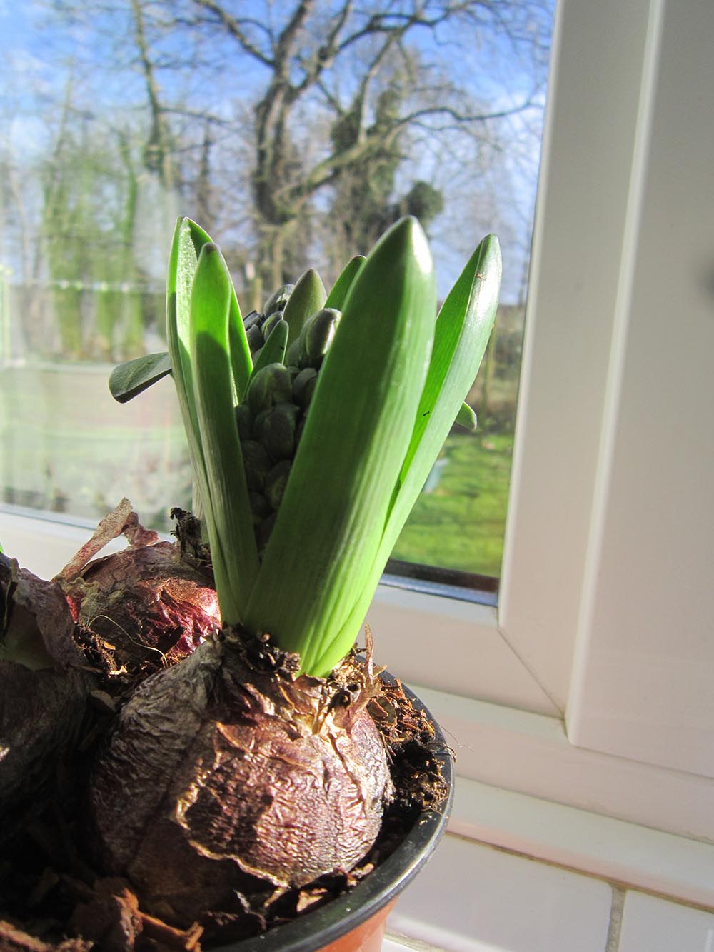 Hyacinth bulbs on a windowsill, ash tree in the background