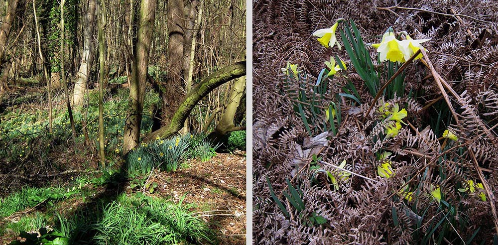 Daffodils in a wood, Daffodils appearing through dried brown bracken