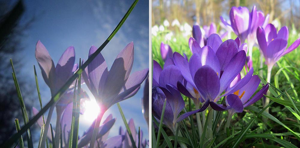 Wild crocuses