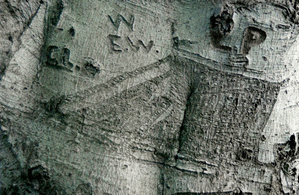 Image of a boat carved into the bark of a beech tree, The Clumps, Butley, Suffolk. Copyright Kim Crowder 2018