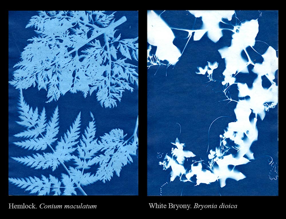 Cyanotype image by Kim Crowder