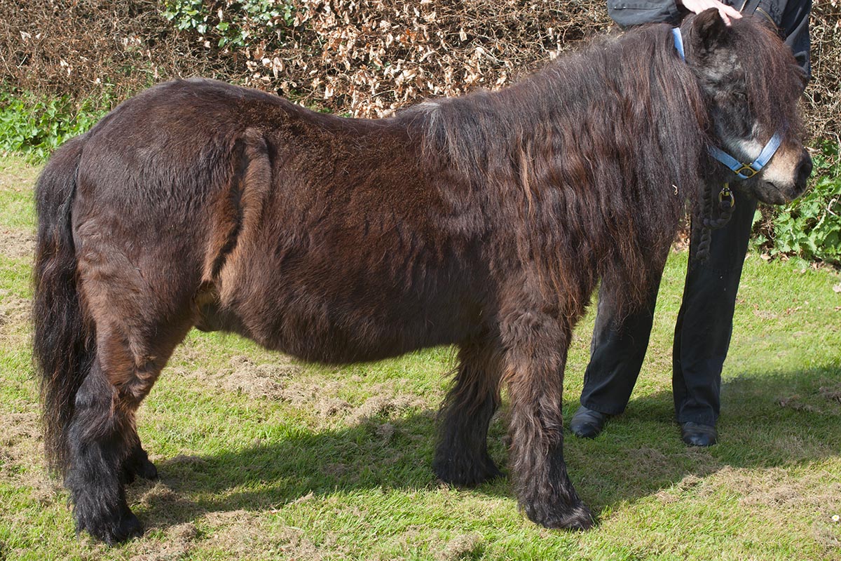 A very hot and hairy Shetland Pony