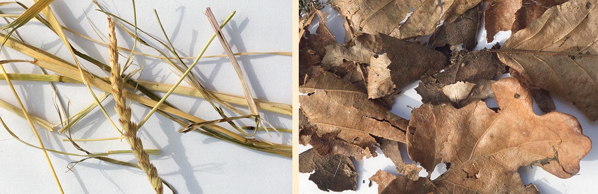 Close up pictures of strands of hay and Oak Leaves