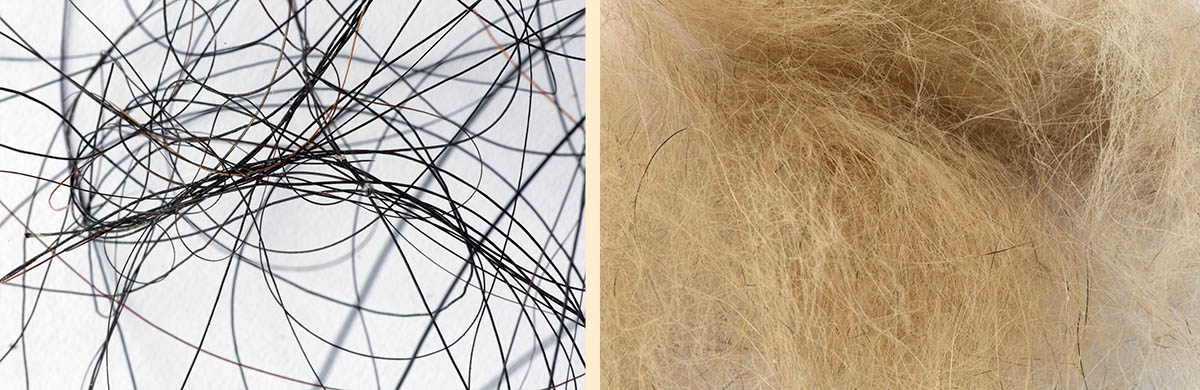 Close up pictures of horse hair and dog hair
