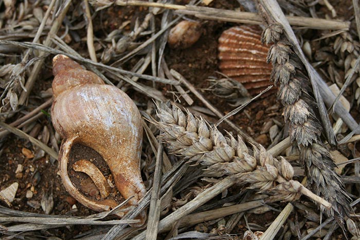 Photograph of old sea shells and corn. Copyright Kim Crowder