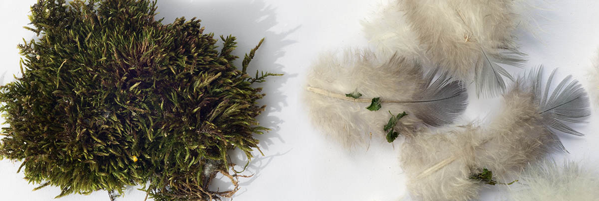 Close up pictures of moss and soft white feathers