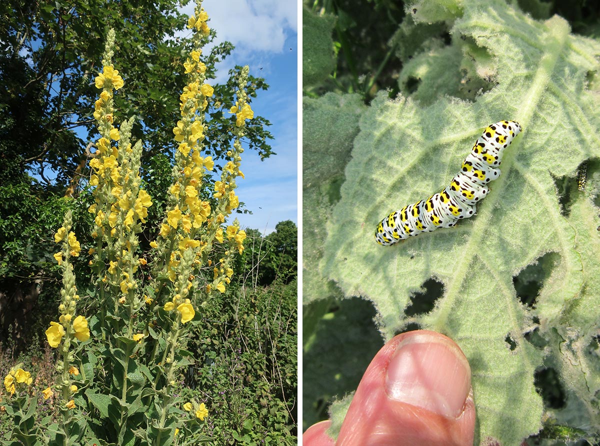 Two photos: Spectacular yellow flowered Mullein plant and close up of Mullein Moth caterpillar