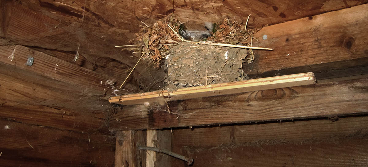 Picture of a wrens's nest built on a swallow's nest