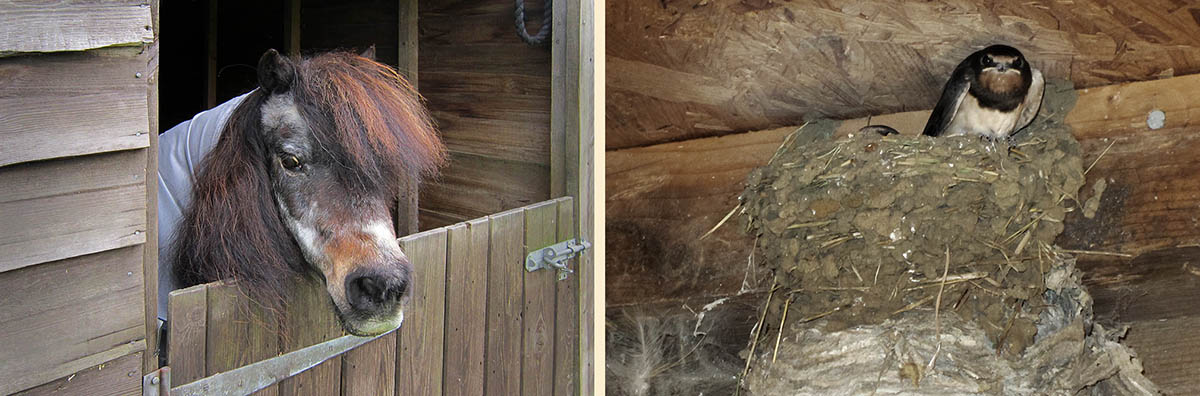pony looking out from stable, young swallows looking out from nest