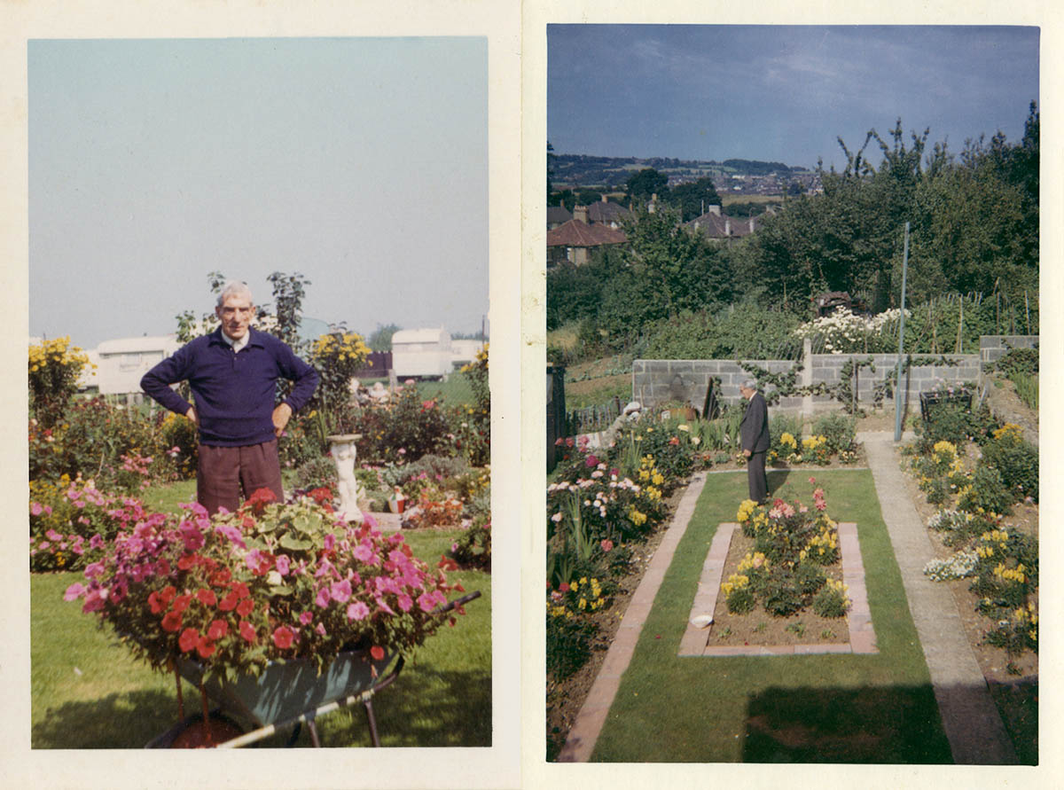Two pictures of William Pearson in his garden. In one he is standing, facing the camera, in front of a wheel barrow planted with red and pink petunias and red zonal geraniums. In the other, the garden is viewed from an upstairs window. There is a rectangle of grass with a central flower bed, a concrete path and lawn edging and very neat and weeded flower beds visible on three sides. William is seen standing at the top of the garden, dressed in a grey suit, looking down at the left hand bed